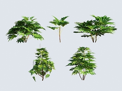 绿植