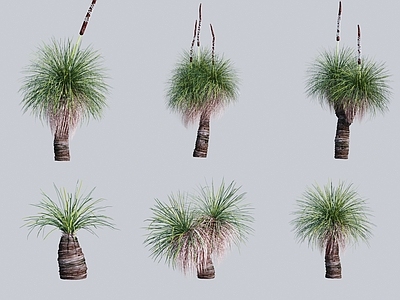 小椰树 热带树 灌木 花卉植物