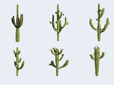 仙人掌 花卉植物