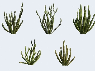 绿植 花卉植物