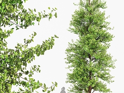 乔木