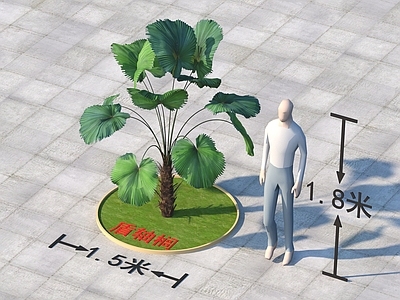 灌木 盾轴榈 植物类