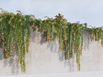 迎春花 垂枝花 垂吊植物 绿植墙