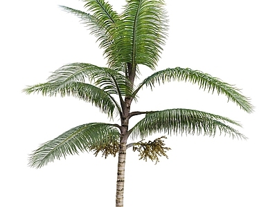 乔木 热带雨林 植物 棕树