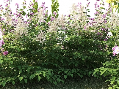 户外植物 花卉组团