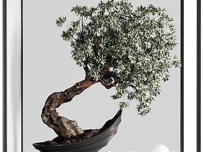 心之所向盆景 绿植 景观绿植 园林景观 公园景观 松树景观