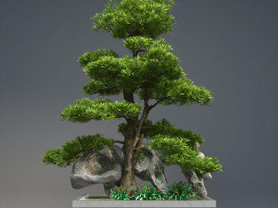 现代盆景 迎客松树