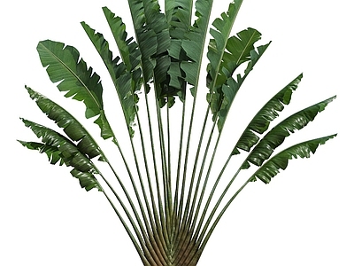 乔木 旅人蕉 植物