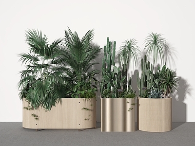 现代花箱 植物 盆景 灌木