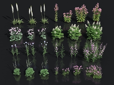 花卉花草组合 灌木 花草 室外鲜花绿化