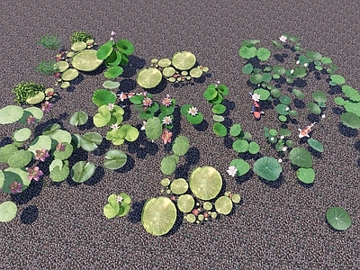 水生类植物 荷叶 睡莲 莲花 湿地公园 浮萍 莲蓬