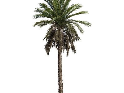 棕榈科海枣乔木