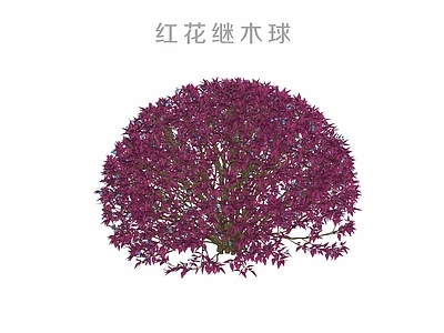 灌木 红花继木球