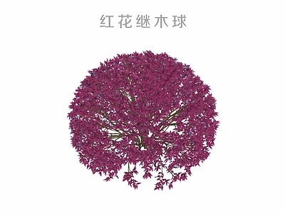 灌木 红花继木球