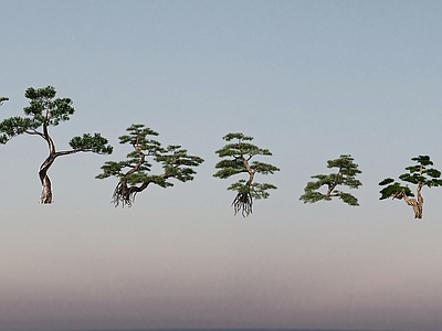 乔木 松树 树 其他