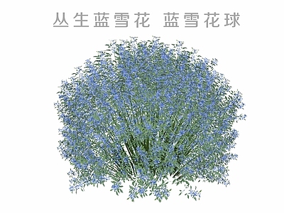 灌木 蓝雪花