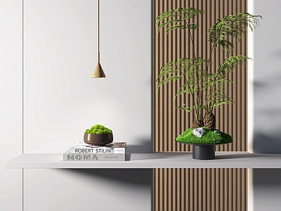 现代蕨类植物盆景