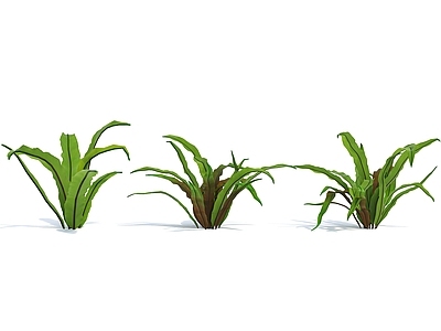 香龙血树 巴西木 芳香龙血树 花虎斑木 香花龙血树 香千年木 巴西铁树