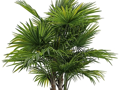 乔木 植物琼棕