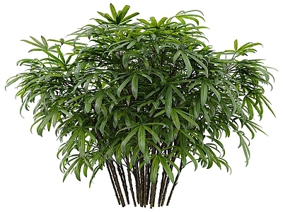 矮琼棕 植物