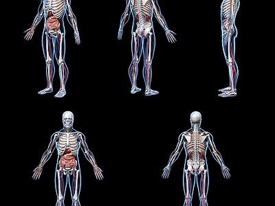 人体骨骼器官 结构 呼吸 心血管 消化 神经系统