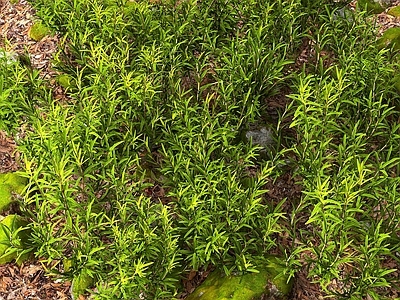 迷迭香 香料 花草 绿植 植物堆