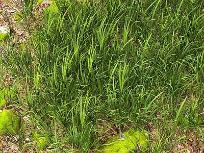 草地 草坪 花草 草丛 草皮 植物