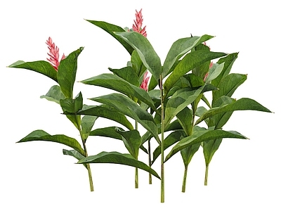 Alpinia 18