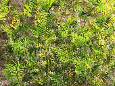 槟榔 花草 花卉 草地 草坪 灌木 树 植物 花草 植物 园林