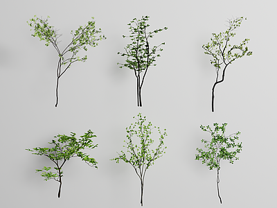 现代乔木 绿植树木