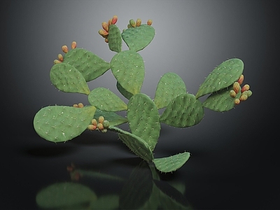 梨果仙人掌 仙人掌 沙漠植物 植物