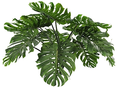 Monstera deliciosa 现代绿植18