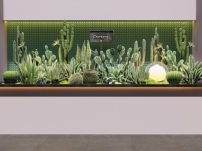 仙人掌 多浆植物 多肉植物 室内景观造景 植物堆 植物组合