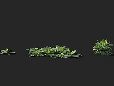 匍匐筋骨草唇形科植物