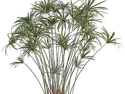 Cyperus 龙葵绿植18