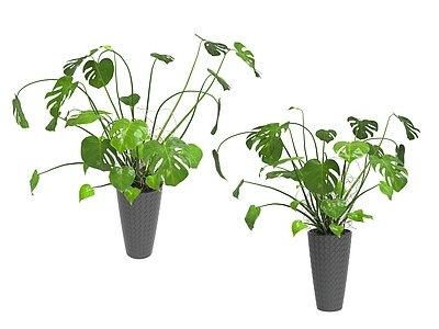 花草组合 花草盆栽