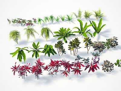 植物 花草 南洋巢蕨变叶木朱蕉嫣红蔓粉苞酸脚杆粗毛鳞盖蕨肾厥