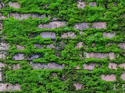 绿植石墙