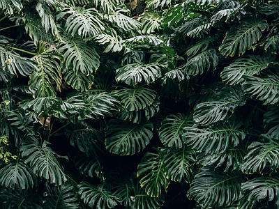 龟背竹绿植墙