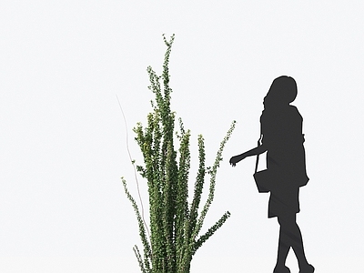 福桂树 观赏植物