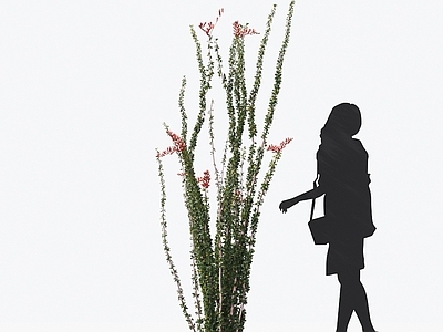 福桂树 观赏植物