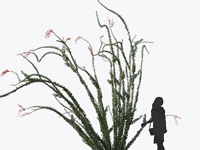 福桂树 观赏植物