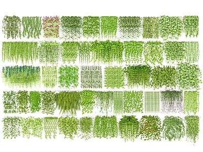 藤蔓藤本 爬藤 绿植墙 垂直绿化 爬山虎 攀爬垂吊植物 悬挂植物