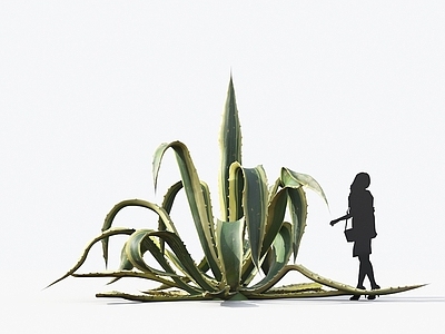 黄心龙舌兰 观赏植物 植物