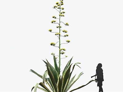 黄心龙舌兰 观赏植物 景观植物