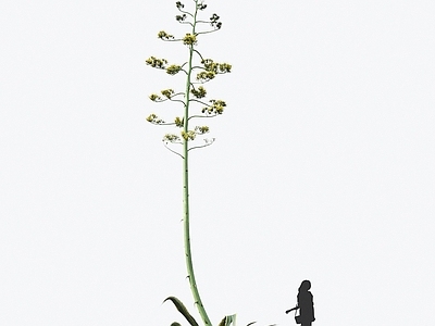 黄心龙舌兰 观赏植物 植物