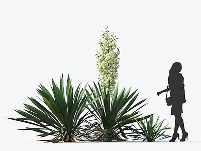 软叶丝兰 观赏植物 景观绿植