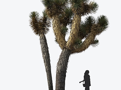 丝兰 灌木 仙人掌 灌木 观赏植物