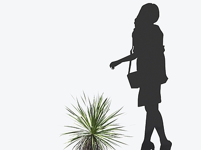 丝裂丝兰 观赏植物