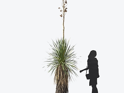 丝裂丝兰 观赏植物